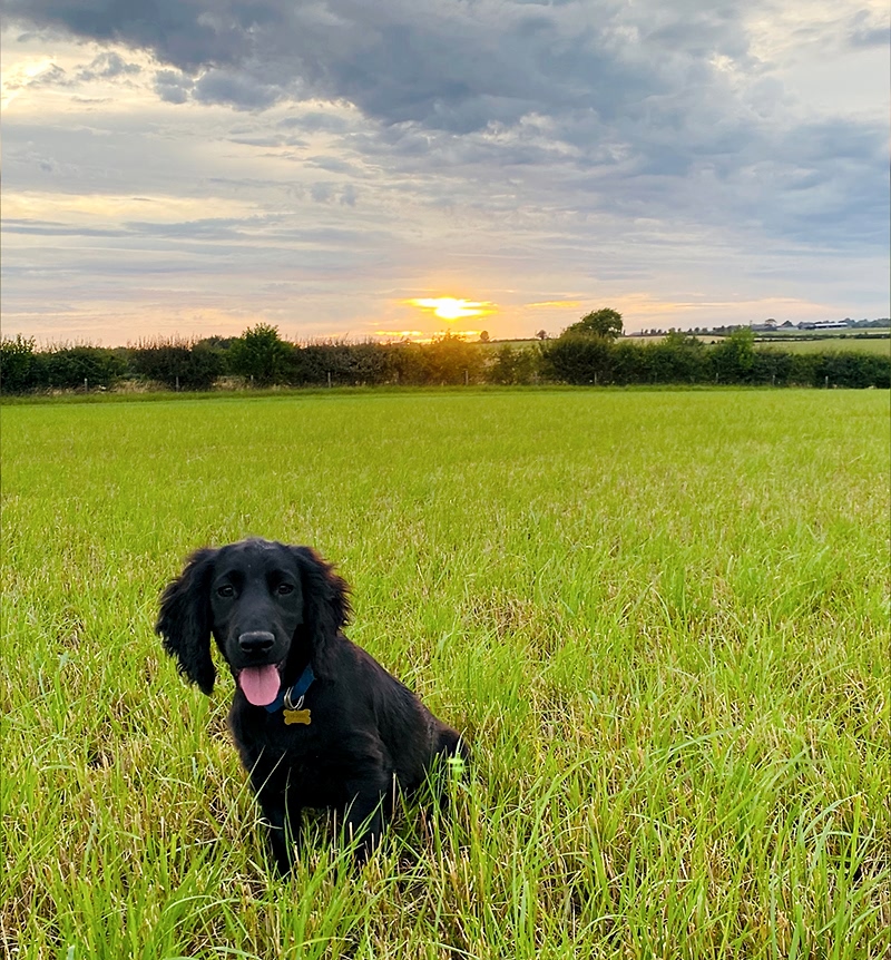 Dog friendly accommodation Cotswolds