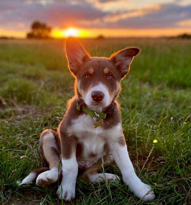 Dog friendly holiday accommodation Cotswolds