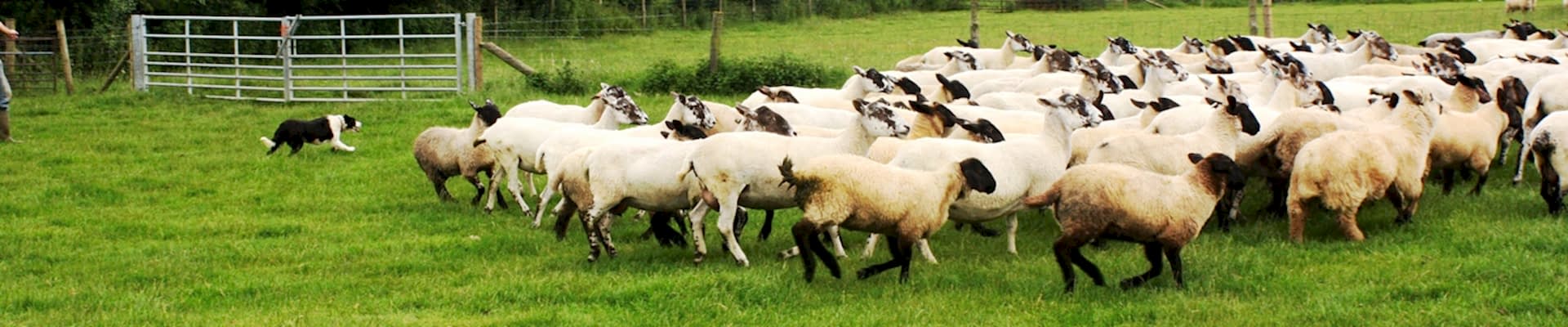 Elm Tree Farm Self Catering Cottages Cotswolds The Farm