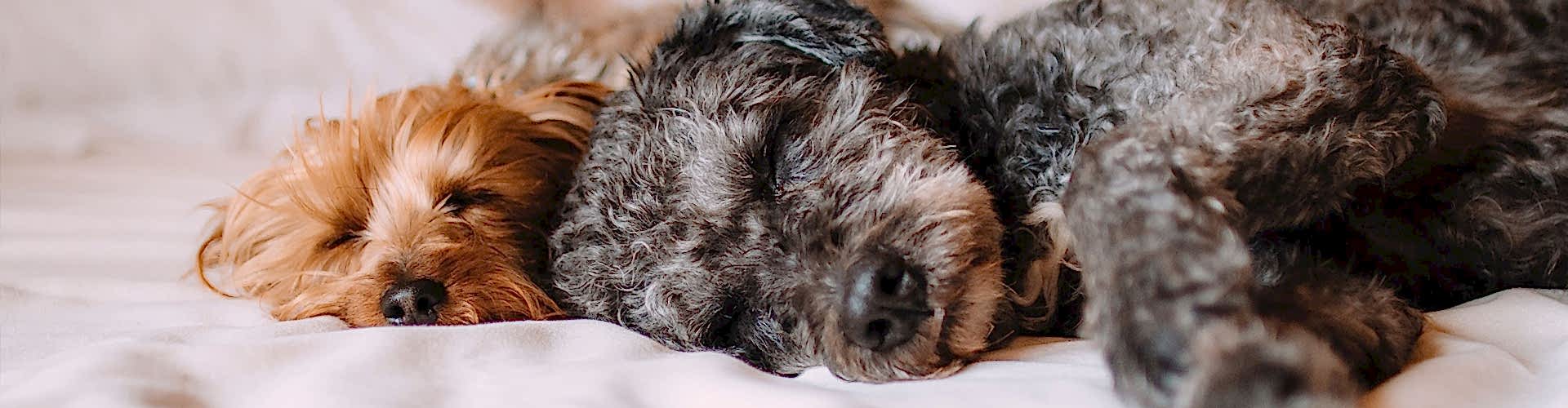 Pet friendly holiday accommodation Cotswolds