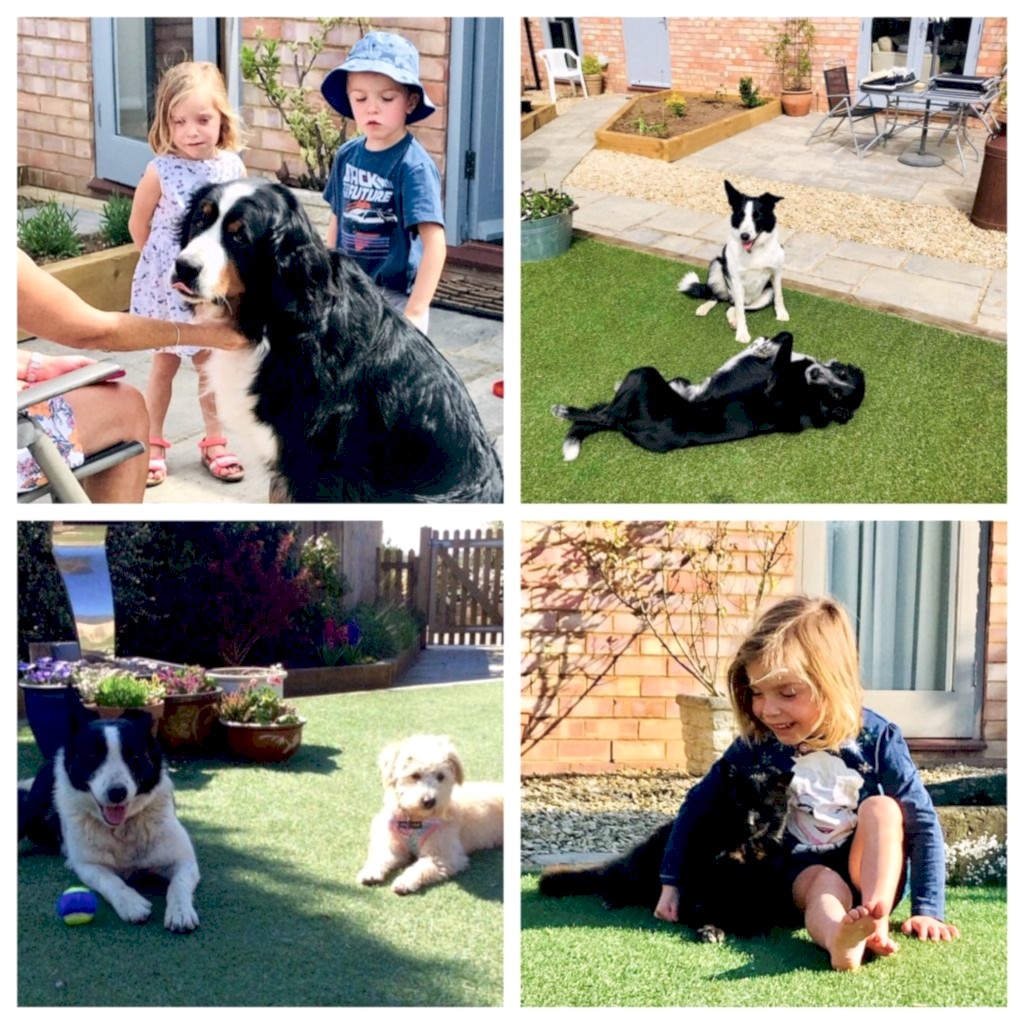 pet friendly self catering accommodation england oxford silverstone cotswolds dog friendly