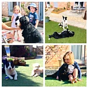 pet friendly self catering accommodation england oxford silverstone cotswolds dog friendly